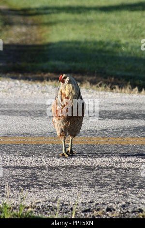Descubre el Juego de Azar que Hace Temblar la Ruta del Pollo en España - overview Descubre el Juego de Azar que Hace Temblar la Ruta del Pollo en España - overview